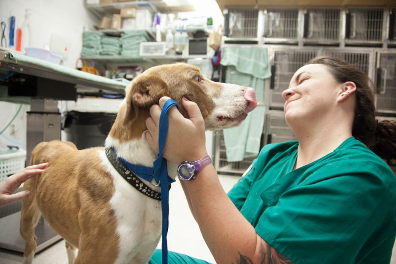 Reviving Vet Med - How pet insurance can help the mental health of veterinarians