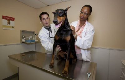 Reviving Vet Med - Why most veterinarians don’t recommend going into their profession