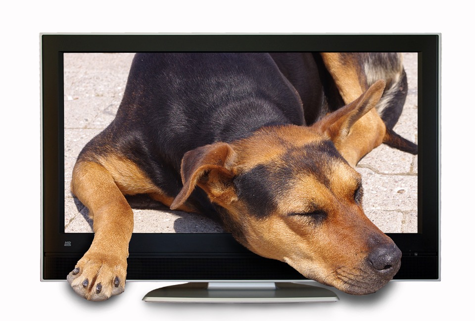 Reviving Vet Med - Ten Tips for Limiting Screen Time and Improving Veterinary Well-Being