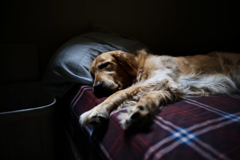 Reviving Vet Med - What do the sleep experts say about pets in the bedroom?