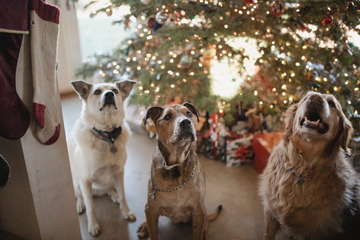 Reviving Vet Med - Ten Tips for Staying Well This Holiday Season