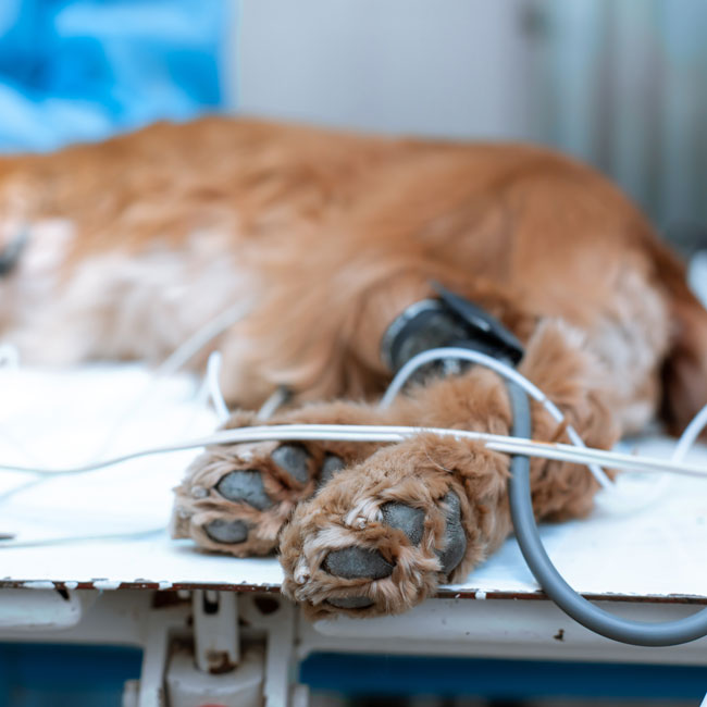 5 Ways to Survive a Marathon Veterinary Shift