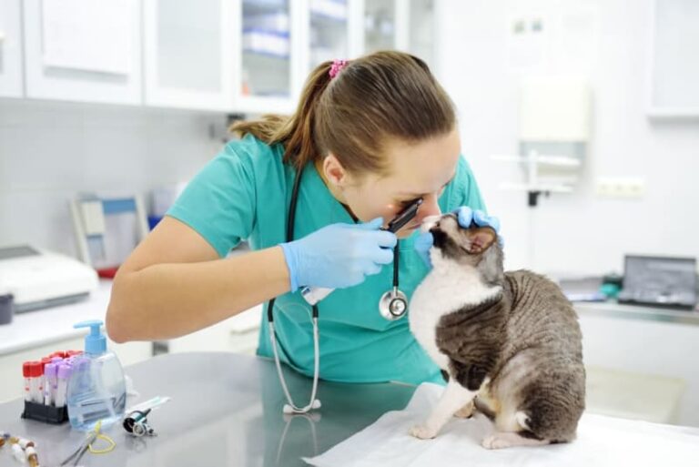 Veterinary Risks Preventing Injuries in Veterinary Practice - Reviving Vet Med