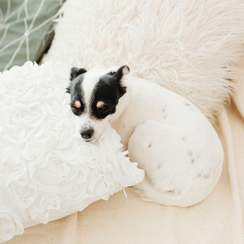 Sleep Hygiene for Veterinary Professionals