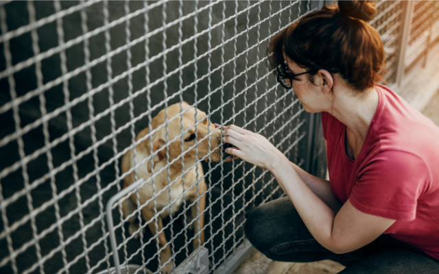 woman-and-dog-at-animal-shelter