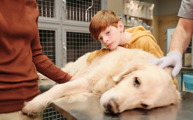 Dog-laying-on-table-with-boy-looking