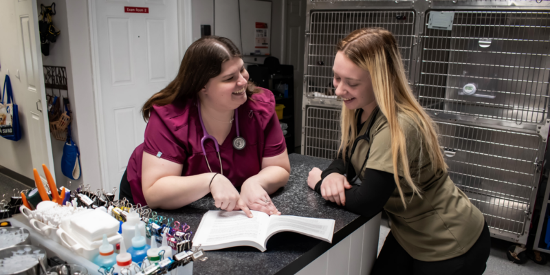 Reviving Vet Med - Mentorship is essential for supporting wellbeing in veterinary medicine