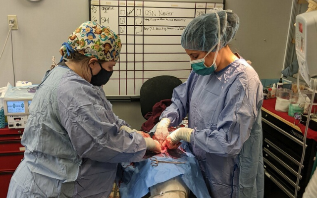 veterinarians-performing-surgery