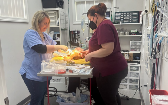 veterinarians-performing-a-procedure