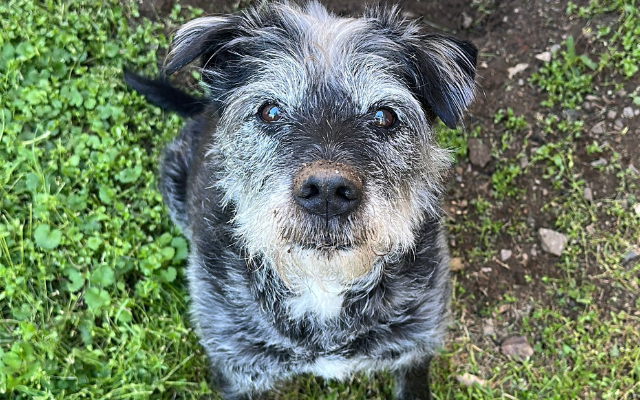 Senior dog sitting