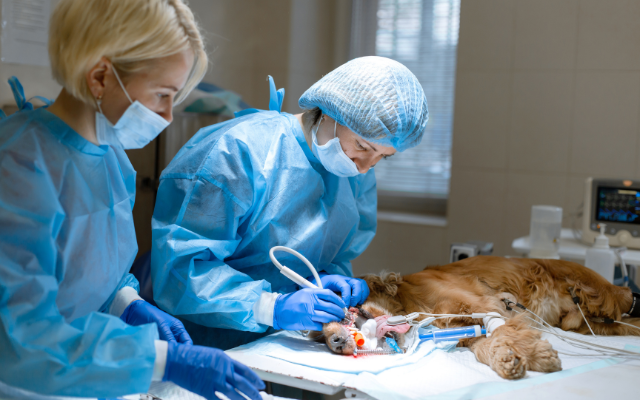 Two-female-veterinarians-performing-surgery-on-a-dog